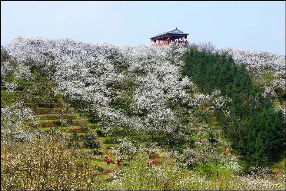 【春天，广西桂林灌阳县向您发出邀请！】我们在灌阳看梨花 - 游山玩水 - 凭祥生活社区 - 凭祥28生活网 pingxiang.28life.net