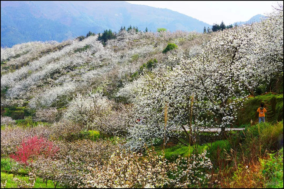 【春天，广西桂林灌阳县向您发出邀请！】我们在灌阳看梨花 - 游山玩水 - 凭祥生活社区 - 凭祥28生活网 pingxiang.28life.net