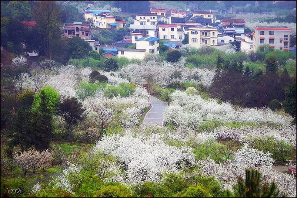 【春天，广西桂林灌阳县向您发出邀请！】我们在灌阳看梨花 - 游山玩水 - 凭祥生活社区 - 凭祥28生活网 pingxiang.28life.net