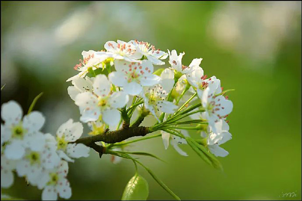 【春天，广西桂林灌阳县向您发出邀请！】我们在灌阳看梨花 - 游山玩水 - 凭祥生活社区 - 凭祥28生活网 pingxiang.28life.net