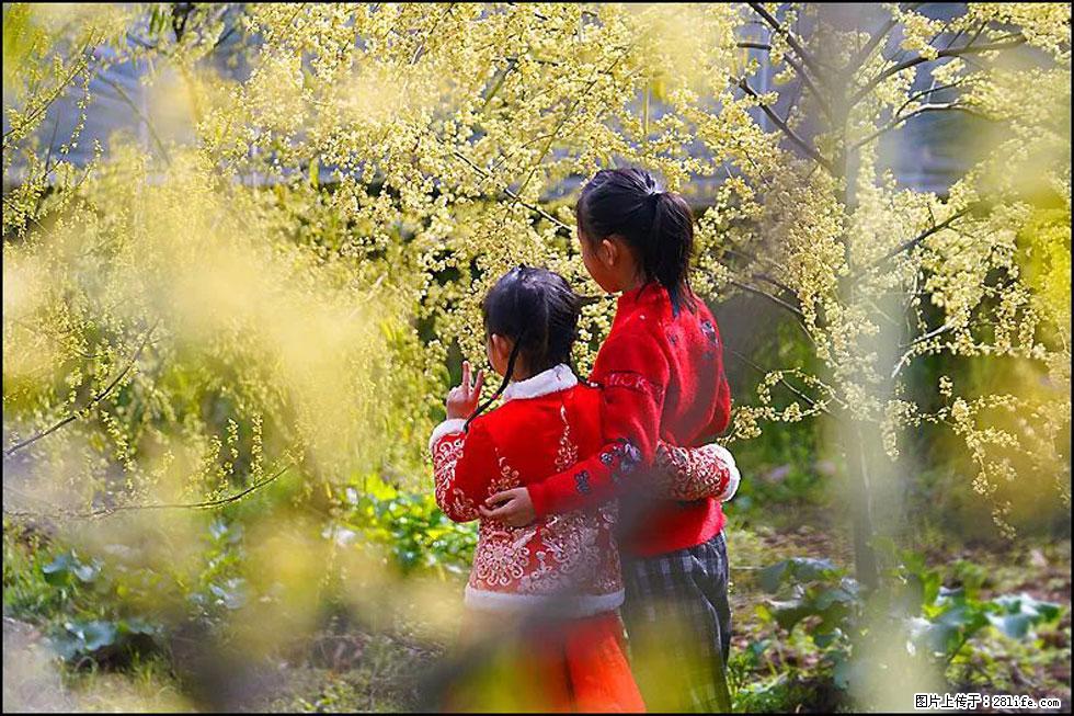 【春天，广西桂林灌阳县向您发出邀请！】米珠山前有片山苍子花在飘香 - 游山玩水 - 凭祥生活社区 - 凭祥28生活网 pingxiang.28life.net