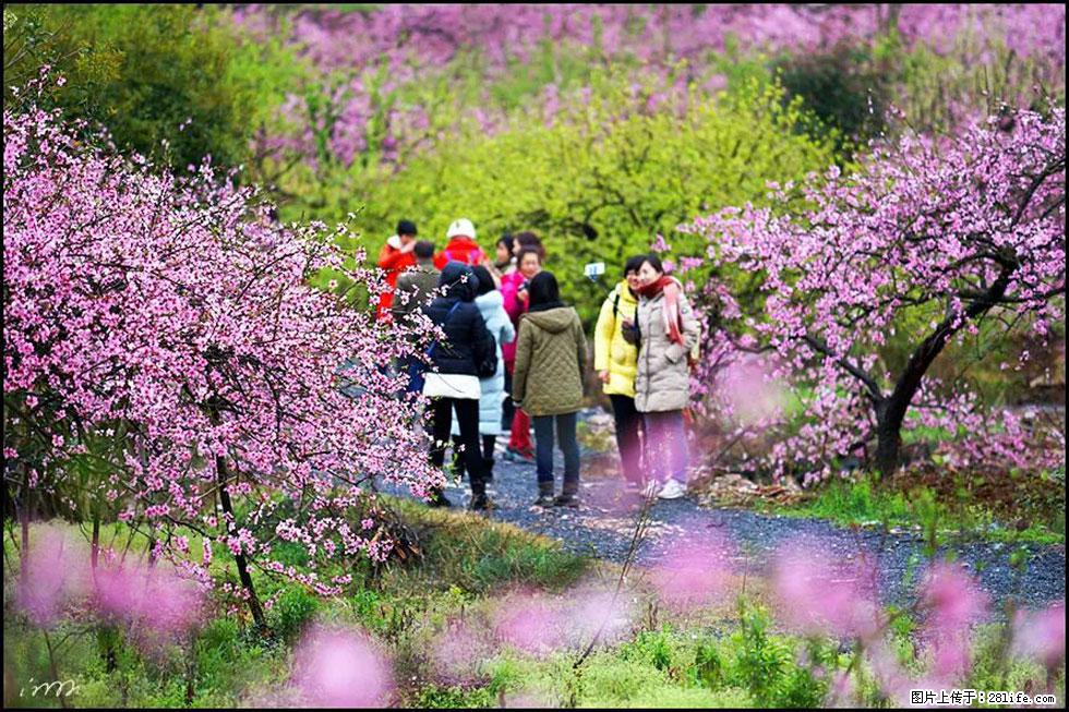 【春天，广西桂林灌阳县向您发出邀请！】官庄村有个醉美的桃花园 - 游山玩水 - 凭祥生活社区 - 凭祥28生活网 pingxiang.28life.net