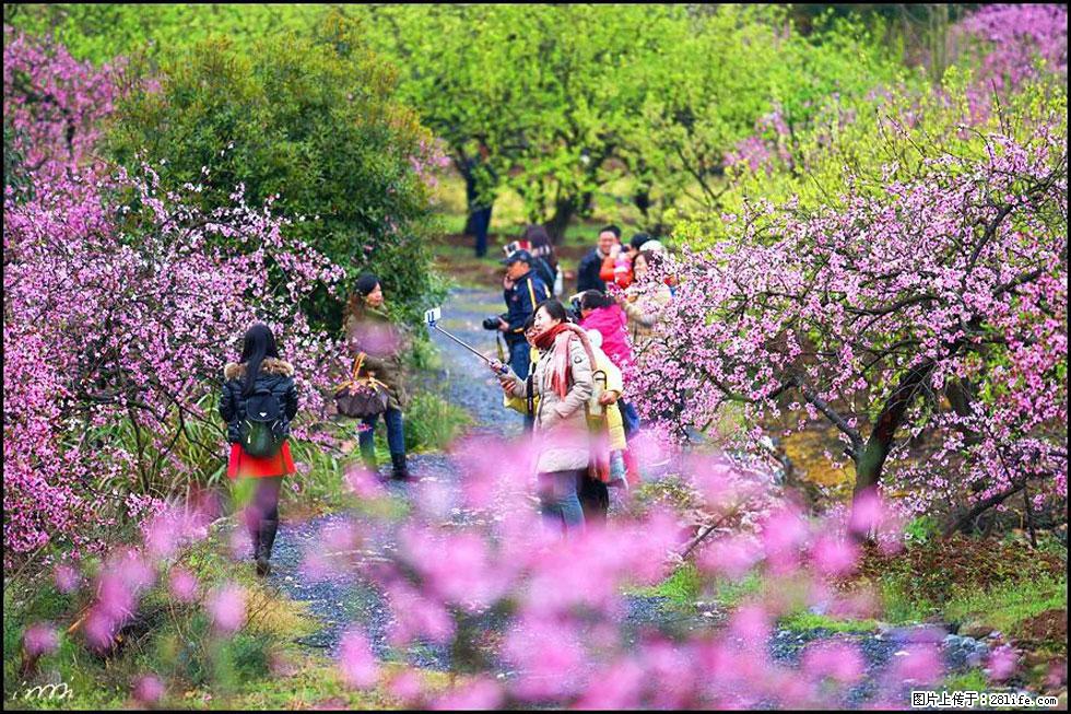 【春天，广西桂林灌阳县向您发出邀请！】官庄村有个醉美的桃花园 - 游山玩水 - 凭祥生活社区 - 凭祥28生活网 pingxiang.28life.net