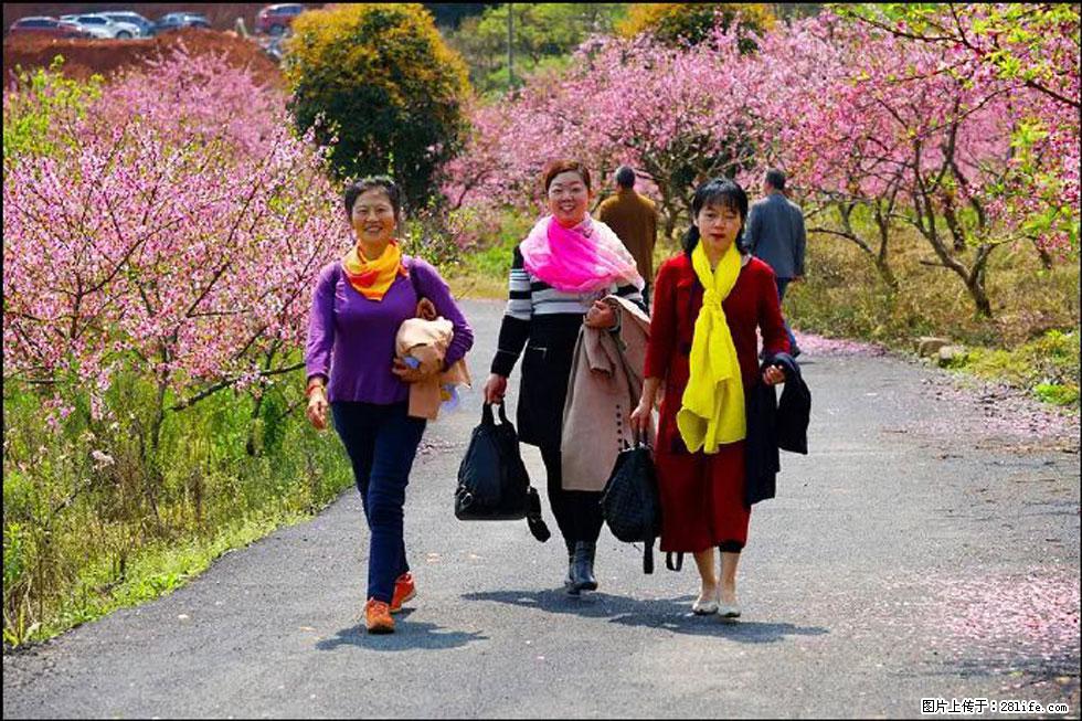 【春天，广西桂林灌阳县向您发出邀请！】官庄村有个醉美的桃花园 - 游山玩水 - 凭祥生活社区 - 凭祥28生活网 pingxiang.28life.net