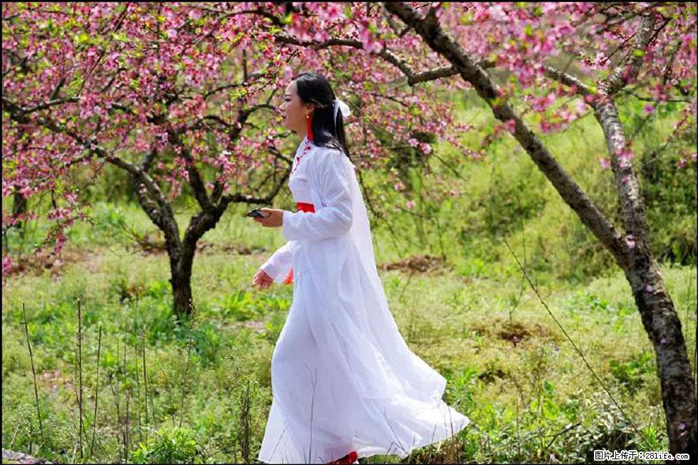 【春天，广西桂林灌阳县向您发出邀请！】官庄村有个醉美的桃花园 - 游山玩水 - 凭祥生活社区 - 凭祥28生活网 pingxiang.28life.net