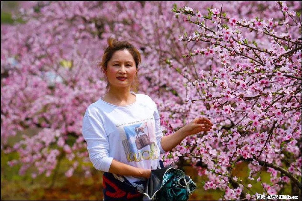 【春天，广西桂林灌阳县向您发出邀请！】官庄村有个醉美的桃花园 - 游山玩水 - 凭祥生活社区 - 凭祥28生活网 pingxiang.28life.net