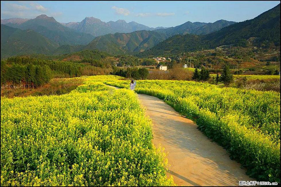 【春天，广西桂林灌阳县向您发出邀请！】长坪村油菜盛情花开 - 游山玩水 - 凭祥生活社区 - 凭祥28生活网 pingxiang.28life.net