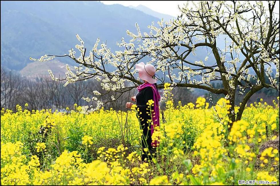 【春天，广西桂林灌阳县向您发出邀请！】长坪村油菜盛情花开 - 游山玩水 - 凭祥生活社区 - 凭祥28生活网 pingxiang.28life.net