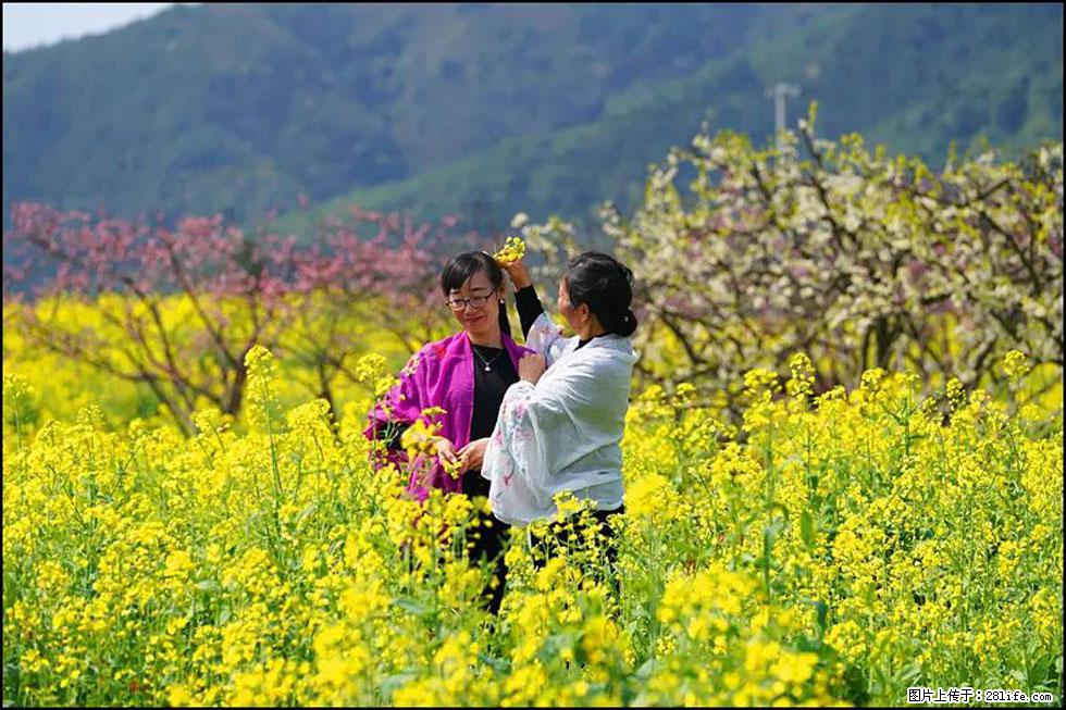 【春天，广西桂林灌阳县向您发出邀请！】长坪村油菜盛情花开 - 游山玩水 - 凭祥生活社区 - 凭祥28生活网 pingxiang.28life.net