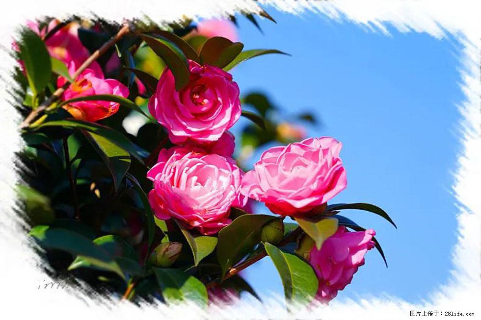【春天，广西桂林灌阳县向您发出邀请！】杨柳井茶花惹人爱 - 游山玩水 - 凭祥生活社区 - 凭祥28生活网 pingxiang.28life.net