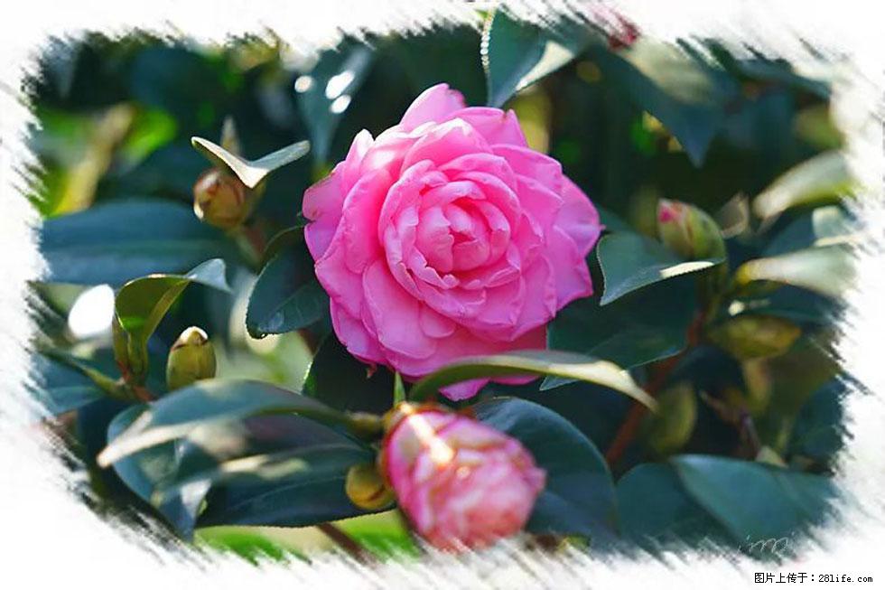 【春天，广西桂林灌阳县向您发出邀请！】杨柳井茶花惹人爱 - 游山玩水 - 凭祥生活社区 - 凭祥28生活网 pingxiang.28life.net