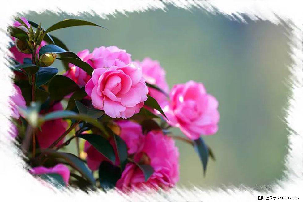 【春天，广西桂林灌阳县向您发出邀请！】杨柳井茶花惹人爱 - 游山玩水 - 凭祥生活社区 - 凭祥28生活网 pingxiang.28life.net