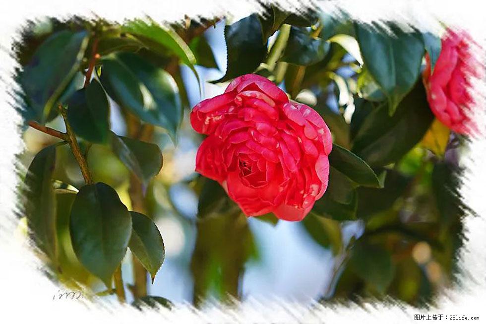 【春天，广西桂林灌阳县向您发出邀请！】杨柳井茶花惹人爱 - 游山玩水 - 凭祥生活社区 - 凭祥28生活网 pingxiang.28life.net