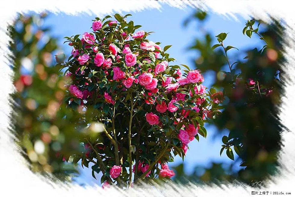 【春天，广西桂林灌阳县向您发出邀请！】杨柳井茶花惹人爱 - 游山玩水 - 凭祥生活社区 - 凭祥28生活网 pingxiang.28life.net
