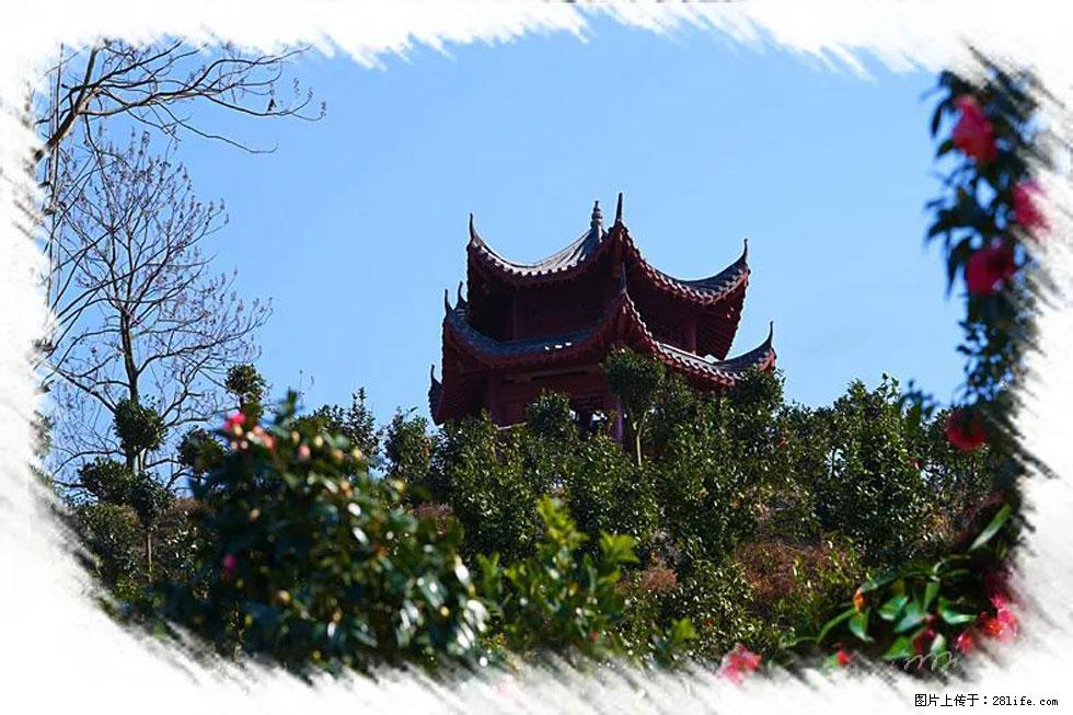 【春天，广西桂林灌阳县向您发出邀请！】杨柳井茶花惹人爱 - 游山玩水 - 凭祥生活社区 - 凭祥28生活网 pingxiang.28life.net