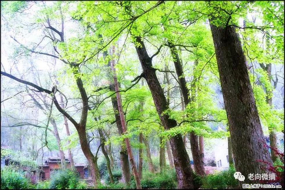 【春天，广西桂林灌阳县向您发出邀请！】在小龙村与春天约会 - 游山玩水 - 凭祥生活社区 - 凭祥28生活网 pingxiang.28life.net
