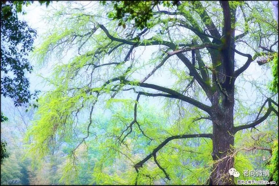 【春天，广西桂林灌阳县向您发出邀请！】在小龙村与春天约会 - 游山玩水 - 凭祥生活社区 - 凭祥28生活网 pingxiang.28life.net
