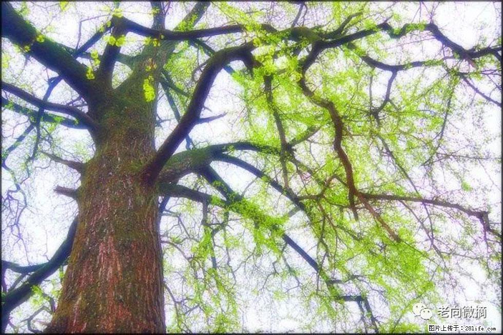 【春天，广西桂林灌阳县向您发出邀请！】在小龙村与春天约会 - 游山玩水 - 凭祥生活社区 - 凭祥28生活网 pingxiang.28life.net