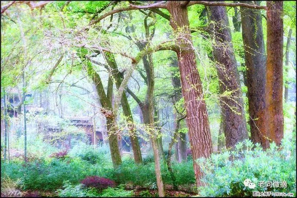 【春天，广西桂林灌阳县向您发出邀请！】在小龙村与春天约会 - 游山玩水 - 凭祥生活社区 - 凭祥28生活网 pingxiang.28life.net