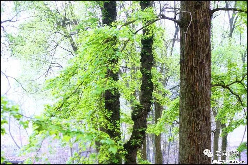 【春天，广西桂林灌阳县向您发出邀请！】在小龙村与春天约会 - 游山玩水 - 凭祥生活社区 - 凭祥28生活网 pingxiang.28life.net
