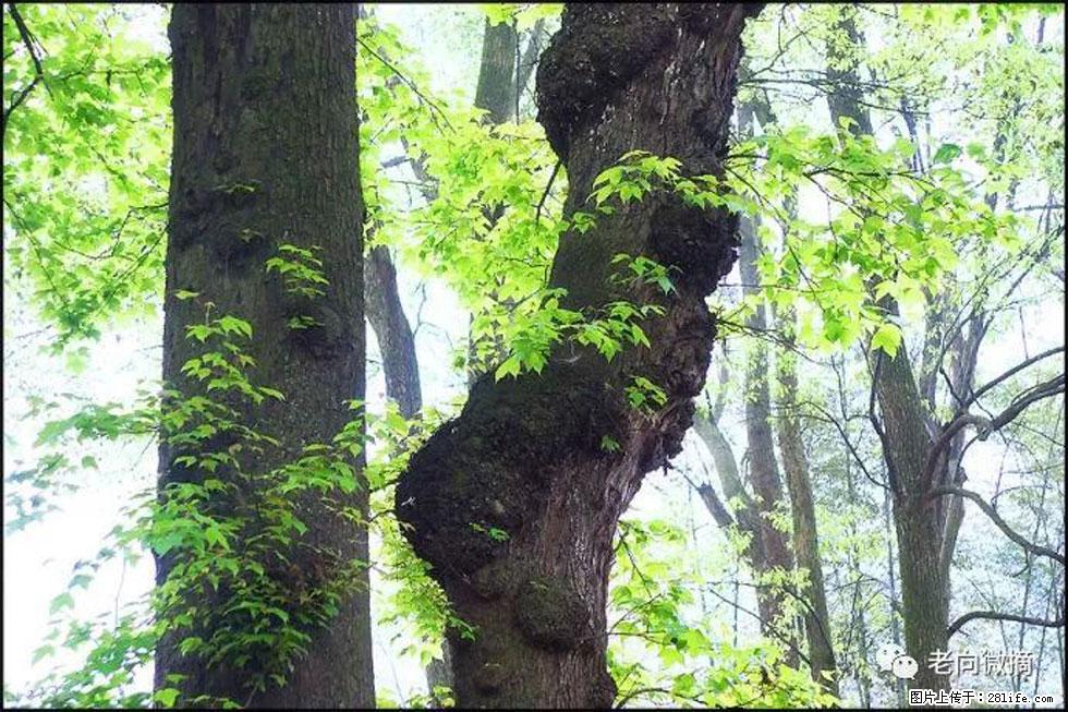 【春天，广西桂林灌阳县向您发出邀请！】在小龙村与春天约会 - 游山玩水 - 凭祥生活社区 - 凭祥28生活网 pingxiang.28life.net