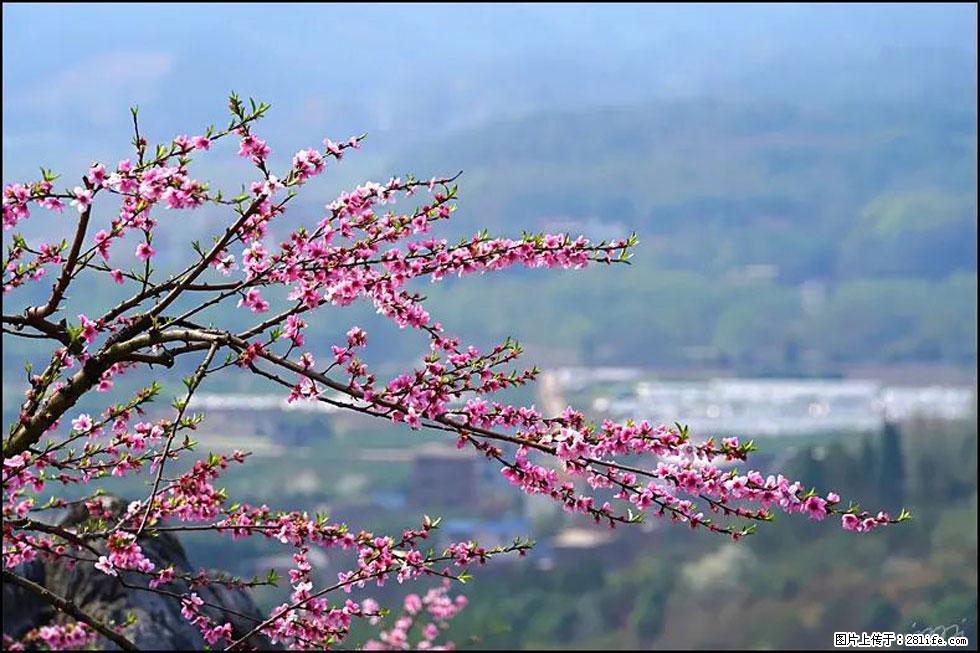 【春天,广西桂林灌阳县向您发出邀请!】望月岭上桃花开 - 游山玩水 - 凭祥生活社区 - 凭祥28生活网 pingxiang.28life.net