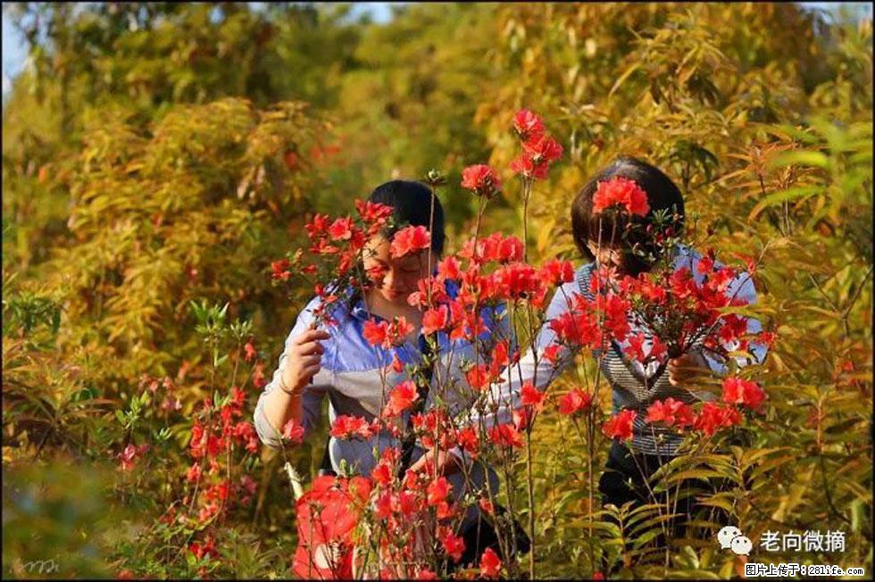 【春天，广西桂林灌阳县向您发出邀请！】登麒麟山，相约映山红 - 游山玩水 - 凭祥生活社区 - 凭祥28生活网 pingxiang.28life.net