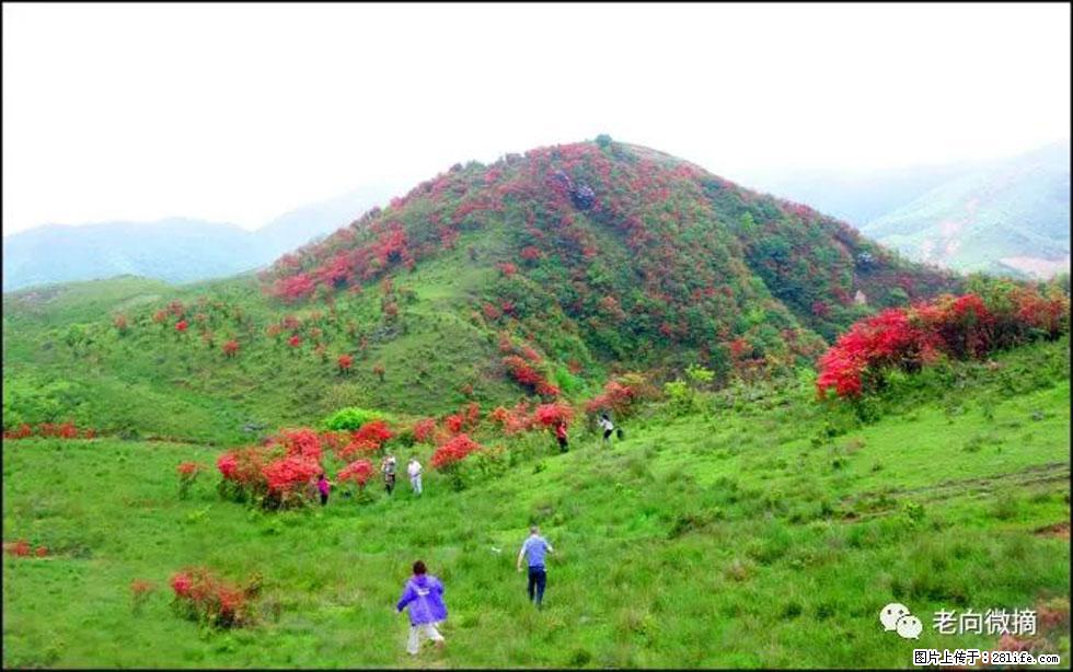 【春天，广西桂林灌阳县向您发出邀请！】宝盖山上映山红 - 游山玩水 - 凭祥生活社区 - 凭祥28生活网 pingxiang.28life.net
