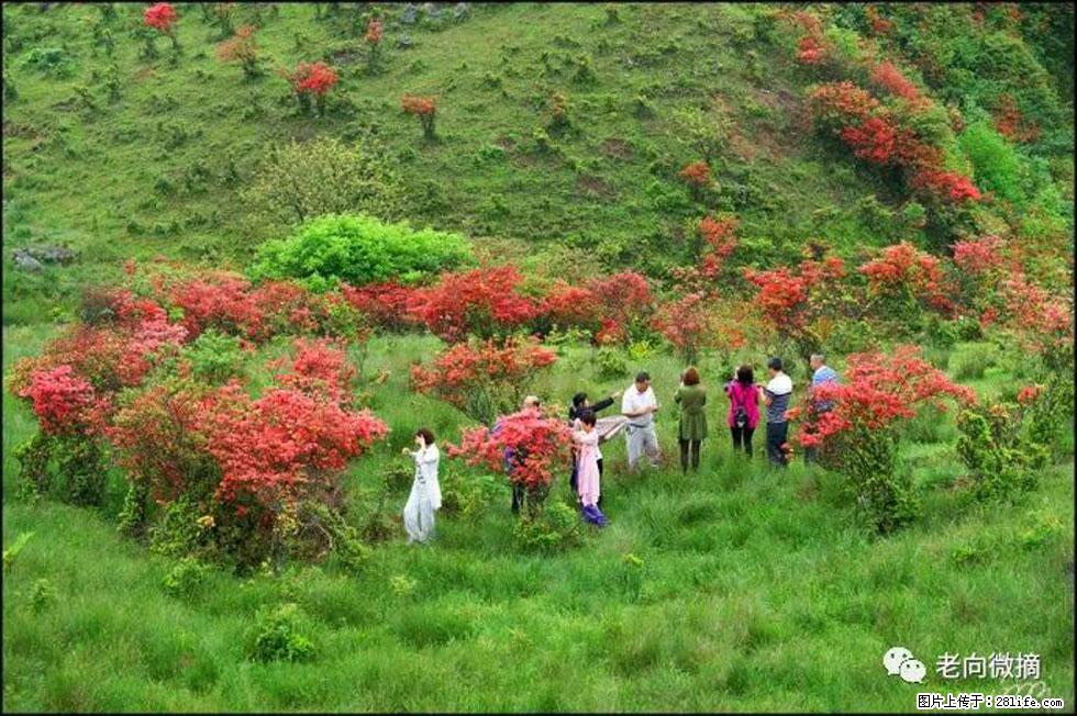 【春天，广西桂林灌阳县向您发出邀请！】宝盖山上映山红 - 游山玩水 - 凭祥生活社区 - 凭祥28生活网 pingxiang.28life.net