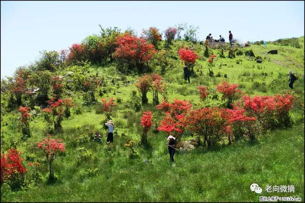 【春天，广西桂林灌阳县向您发出邀请！】宝盖山上映山红 - 游山玩水 - 凭祥生活社区 - 凭祥28生活网 pingxiang.28life.net