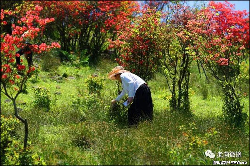 【春天，广西桂林灌阳县向您发出邀请！】宝盖山上映山红 - 游山玩水 - 凭祥生活社区 - 凭祥28生活网 pingxiang.28life.net