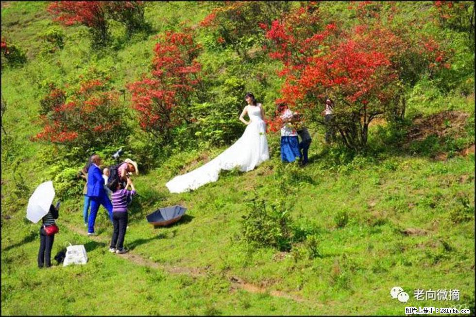 【春天，广西桂林灌阳县向您发出邀请！】宝盖山上映山红 - 游山玩水 - 凭祥生活社区 - 凭祥28生活网 pingxiang.28life.net