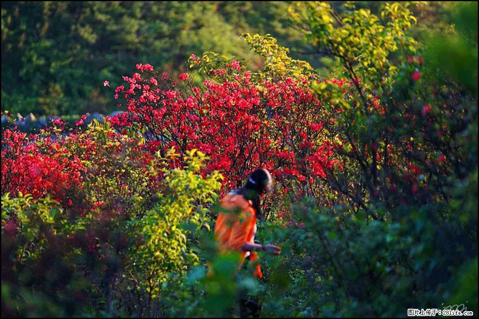 【春天，广西桂林灌阳县向您发出邀请！】春木界上映山红 - 游山玩水 - 凭祥生活社区 - 凭祥28生活网 pingxiang.28life.net