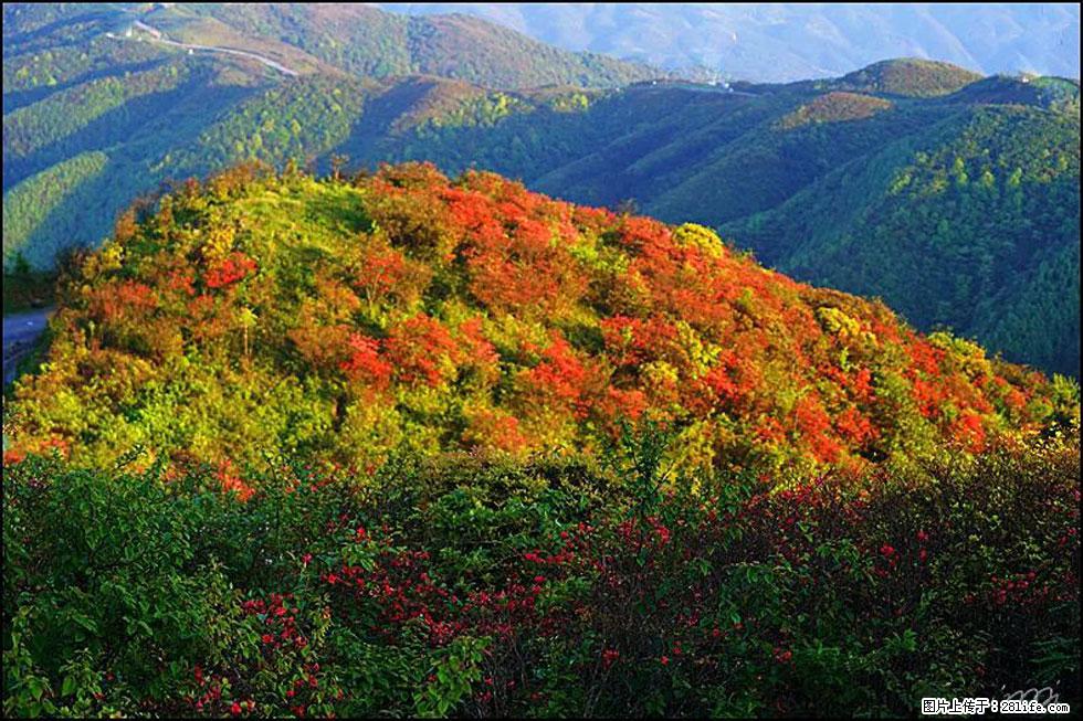 【春天，广西桂林灌阳县向您发出邀请！】春木界上映山红 - 游山玩水 - 凭祥生活社区 - 凭祥28生活网 pingxiang.28life.net