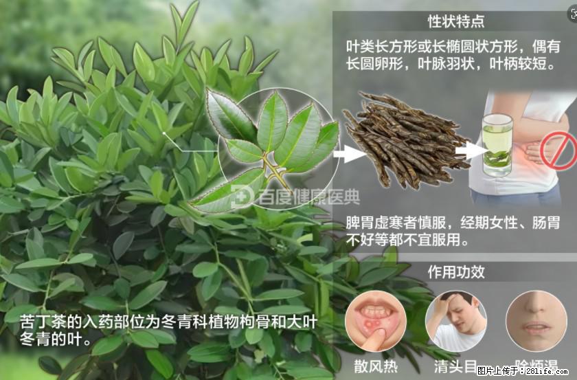 苦丁茶有哪些功效和作用 - 生活百科 - 凭祥生活社区 - 凭祥28生活网 pingxiang.28life.net