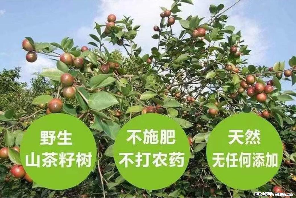 【灌阳县油茶产业示范区】一个有着充实的精神生活的人，对待身外之物自会有一种淡泊的态度 - 美食天地 - 凭祥生活社区 - 凭祥28生活网 pingxiang.28life.net