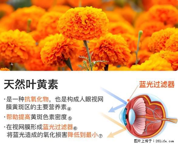 叶黄素有什么功效和作用 - 生活百科 - 凭祥生活社区 - 凭祥28生活网 pingxiang.28life.net
