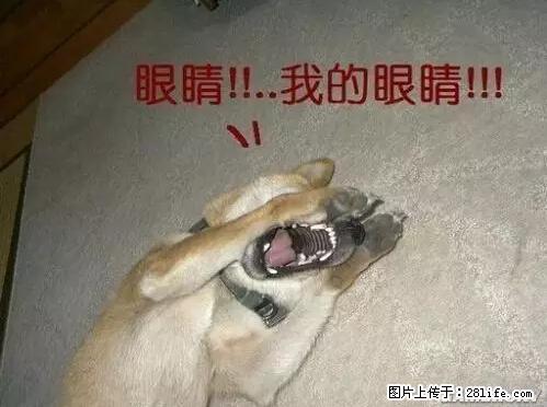笑癫了！一女的怀孕三年未生，他终于忍不住了... - 娱乐八卦 - 凭祥生活社区 - 凭祥28生活网 pingxiang.28life.net