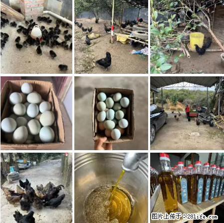 油茶园从小鸡仔开始养起的纯土鸡、土鸡蛋可以预定啦！还有前几天刚榨的纯山茶油哦 - 土特产 - 饮食特产 - 凭祥分类信息 - 凭祥28生活网 pingxiang.28life.net