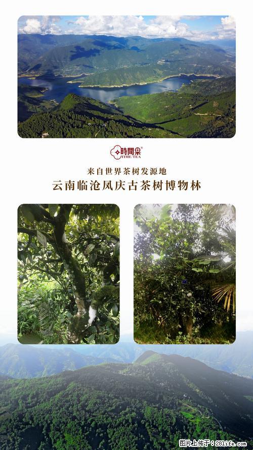 时间果百年古树2025年春红茶 - 购物交流 - 凭祥生活社区 - 凭祥28生活网 pingxiang.28life.net