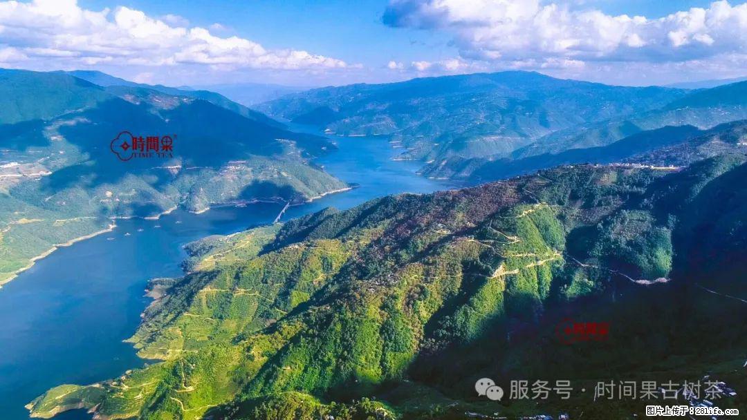 时间果百年古树龙珠普洱生茶 - 购物交流 - 凭祥生活社区 - 凭祥28生活网 pingxiang.28life.net