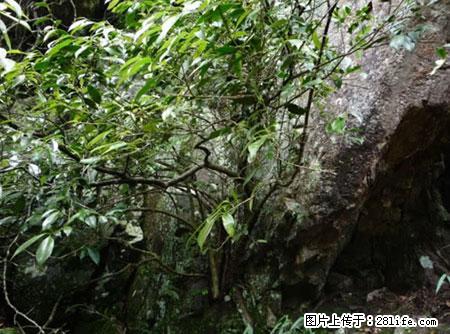 平乐石崖茶，珍贵仅次于金花茶 - 凭祥生活资讯 - 凭祥28生活网 pingxiang.28life.net