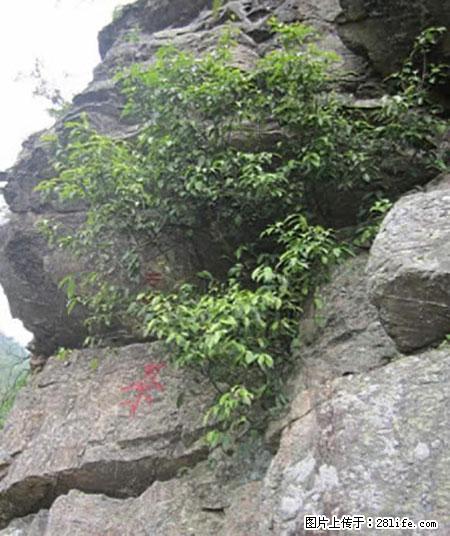平乐石崖茶，珍贵仅次于金花茶 - 凭祥生活资讯 - 凭祥28生活网 pingxiang.28life.net