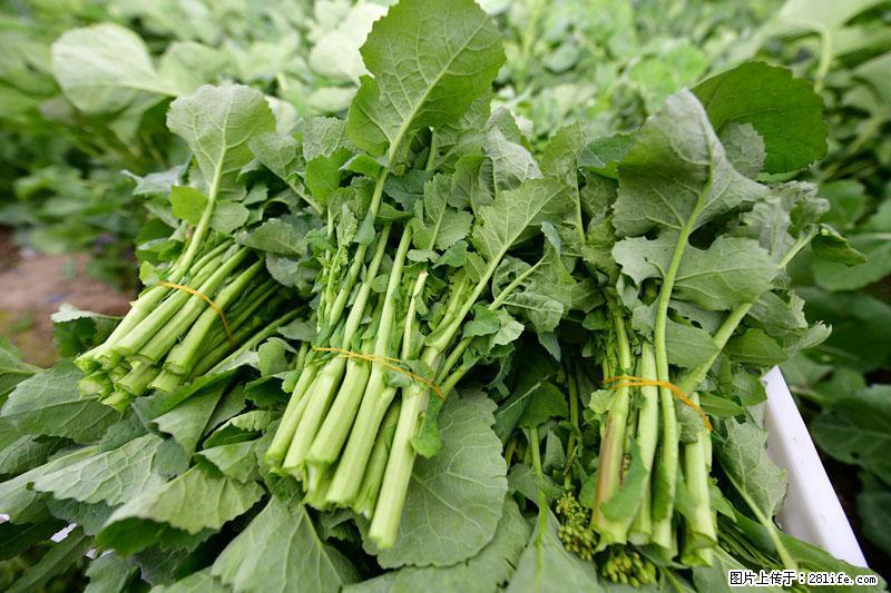 这些蔬菜是“天然钙片”，这6种被医生重点推荐 - 凭祥生活资讯 - 凭祥28生活网 pingxiang.28life.net